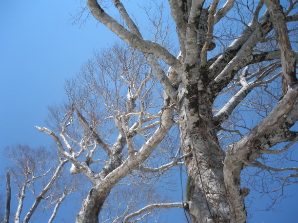 小白森山のブナの巨木