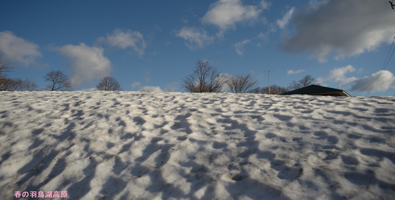 春の羽鳥湖高原