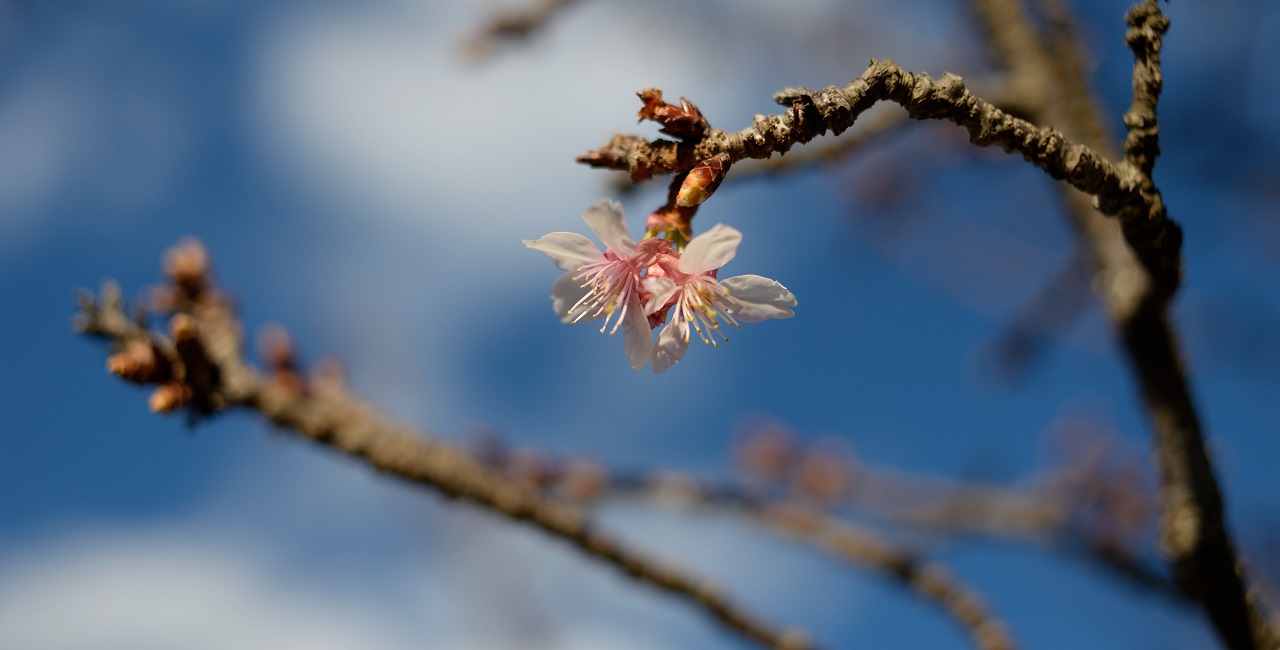 南房総の早桜